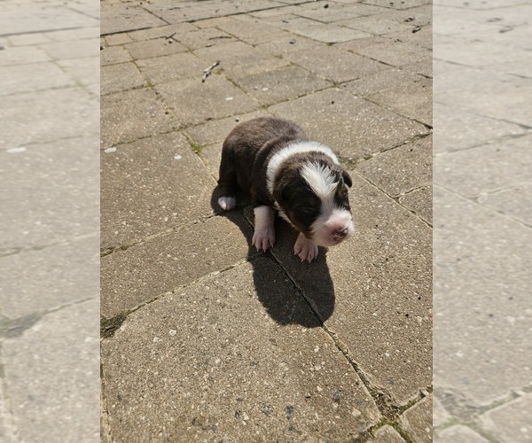 Medium Photo #3 Australian Shepherd Puppy For Sale in NELSON, VA, USA