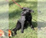 Small #1 Mutt
