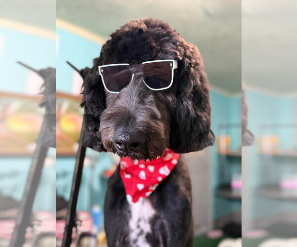 Medium Photo #1 Great Dane-Poodle (Standard) Mix Puppy For Sale in Mooresville, NC, USA