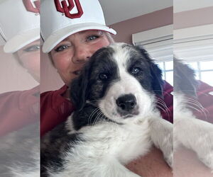 Labrador Retriever-Unknown Mix Dogs for adoption in San Diego, CA, USA