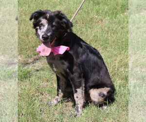 Border Collie-Unknown Mix Dogs for adoption in Bandera, TX, USA