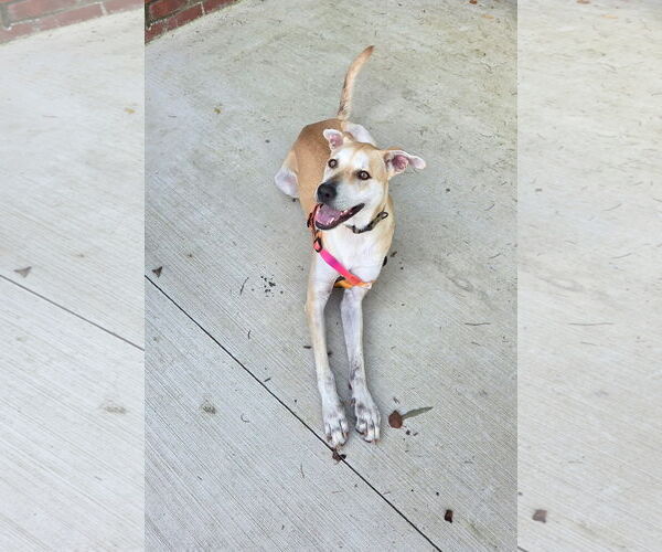 Medium Photo #5 Labrador Retriever-Unknown Mix Puppy For Sale in Virginia Beach, VA, USA