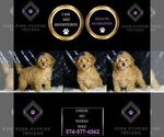 Small Photo #57 Poodle (Toy) Puppy For Sale in WARSAW, IN, USA
