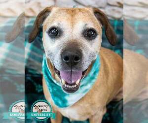 Labbe Dogs for adoption in Kennesaw, GA, USA