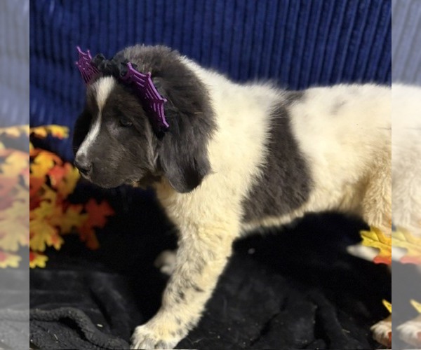 Medium Photo #21 Newfoundland Puppy For Sale in AURORA, IN, USA