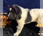 Small Photo #21 Newfoundland Puppy For Sale in AURORA, IN, USA