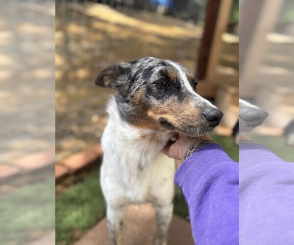 Medium Photo #8 Australian Shepherd-Unknown Mix Puppy For Sale in Milpitas, CA, USA