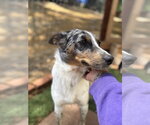 Small #7 Australian Shepherd Mix