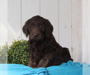 Labradoodle-Poodle (Standard) Mix Puppy for sale in COATESVILLE, PA, USA
