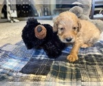 Puppy 2 Goldendoodle