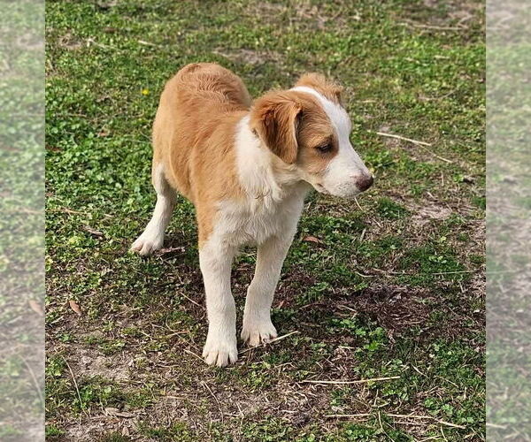 Medium Photo #2 Australian Shepherd-Jack Russell Terrier Mix Puppy For Sale in Wakefield, RI, USA
