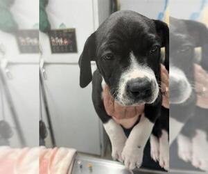 Medium Labrador Retriever Mix