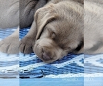 Small Photo #42 Labrador Retriever Puppy For Sale in POCAHONTAS, IL, USA