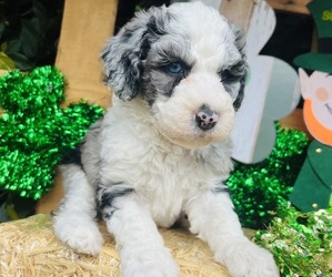 Sheepadoodle Puppy for Sale in HUNTINGTON BEACH, California USA