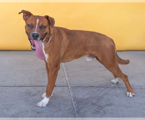 Medium Photo #2 Boxer-Unknown Mix Puppy For Sale in Pasadena, CA, USA