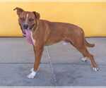 Small #1 Boxer Mix