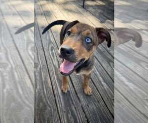 Mutt Dogs for adoption in Greenville, SC, USA