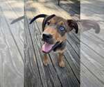 Small Mutt