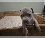 Puppy Puppy 9 American Bully