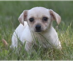 Small #6 Chihuahua