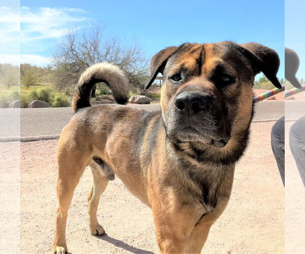 Medium Photo #4 Mutt Puppy For Sale in phoenix, AZ, USA
