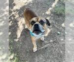 Small Mutt