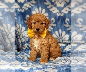 Cavapoo-Poodle (Toy) Mix Puppy for sale in RED LION, PA, USA