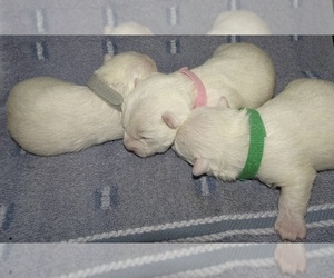 West Highland White Terrier Puppy for sale in COVINGTON, GA, USA