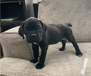 Cane Corso Puppy for Sale in CLINTON, Maryland USA