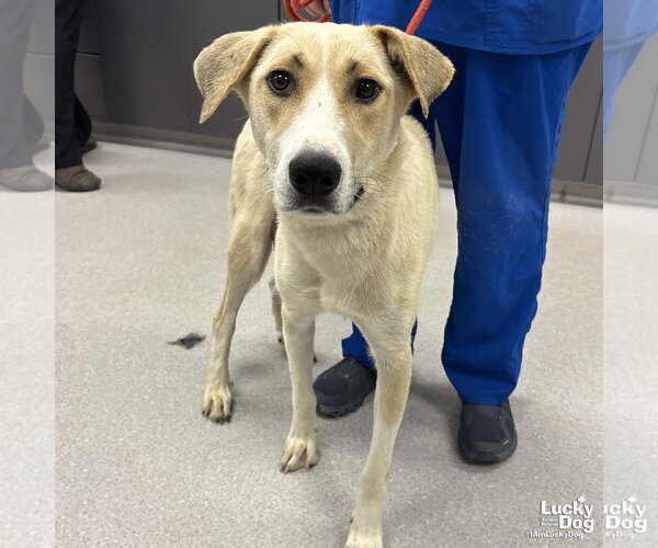 Medium Photo #1 Labrador Retriever-Retriever  Mix Puppy For Sale in Washington, DC, USA