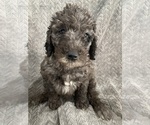 Puppy Iris Goldendoodle