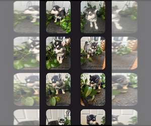 Alaskan Malamute Puppy for sale in WARREN, MI, USA