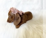 Small #3 Dachshund