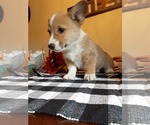 Small Photo #5 Pembroke Welsh Corgi Puppy For Sale in POST FALLS, ID, USA