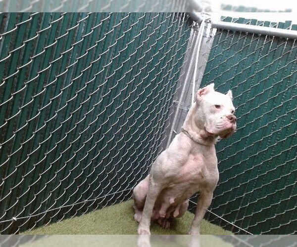 Medium Photo #1 Argentinian Mastiff Puppy For Sale in Downey, CA, USA