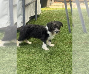 Mutt Dogs for adoption in Dana Point, CA, USA