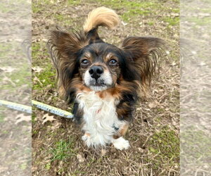 Chion Dogs for adoption in Lawrenceville, NJ, USA