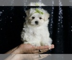Puppy Mr Snow AKC Maltese