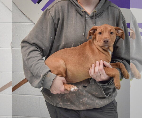 Medium Photo #2 American Staffordshire Terrier-Vizsla Mix Puppy For Sale in Huntley, IL, USA
