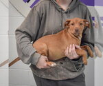 Small #1 American Staffordshire Terrier-Vizsla Mix