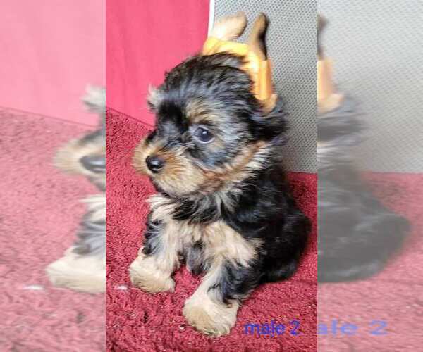 Medium Photo #13 Yorkshire Terrier Puppy For Sale in CONKLIN, NY, USA