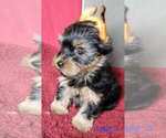 Small #12 Yorkshire Terrier