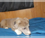 Small Photo #57 Australian Shepherd-Pembroke Welsh Corgi Mix Puppy For Sale in GALLEGOS, NM, USA