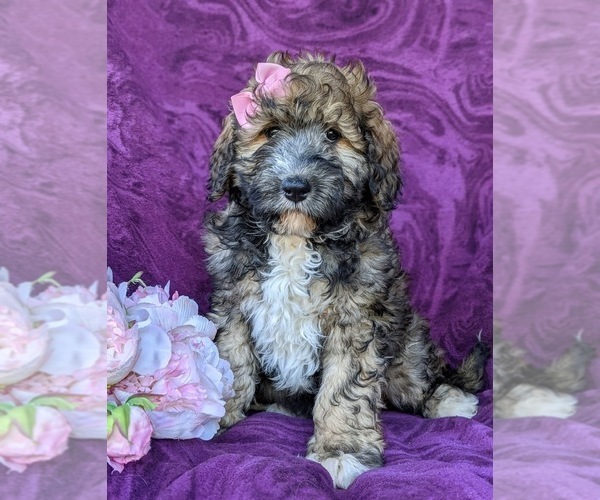 Medium Photo #1 Miniature Bernedoodle-Poodle (Miniature) Mix Puppy For Sale in QUARRYVILLE, PA, USA