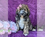 Small Photo #1 Miniature Bernedoodle-Poodle (Miniature) Mix Puppy For Sale in QUARRYVILLE, PA, USA
