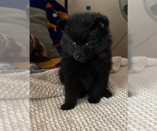Medium Photo #11 Pomeranian Puppy For Sale in SACRAMENTO, CA, USA