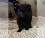 Small Photo #11 Pomeranian Puppy For Sale in SACRAMENTO, CA, USA