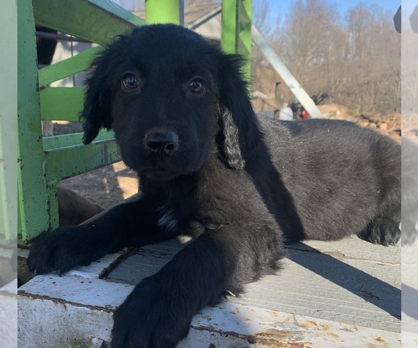 Medium Photo #1 English Springer Spaniel-German Shepherd Dog Mix Puppy For Sale in ATGLEN, PA, USA