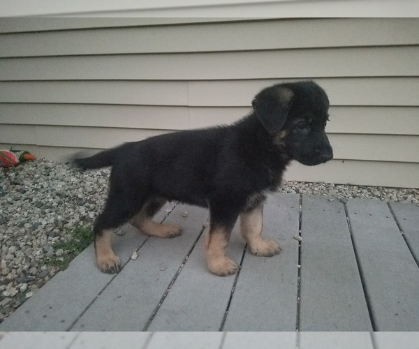 Medium Photo #1 German Shepherd Dog Puppy For Sale in BARRINGTON, NH, USA
