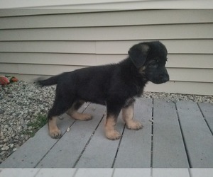 German Shepherd Dog Puppy for sale in BARRINGTON, NH, USA